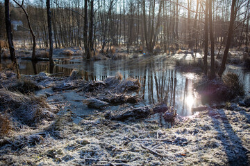 Fototapeta premium river in the forest