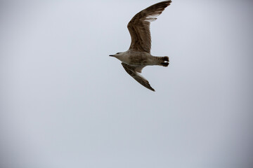 seagull in flight