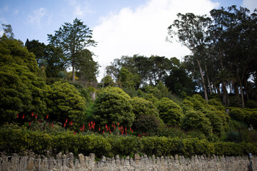 trees in the park