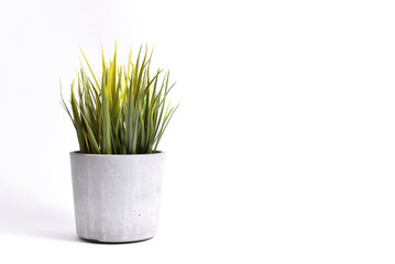 Minimalist plant in a concrete pot on a white background