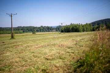 field of grass