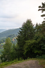 forest in the mountains