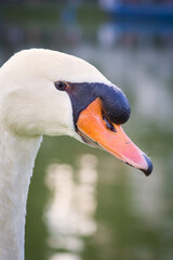 Obraz premium Bird, mallard, goose, duck, nature. Wild life.