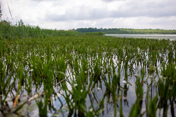 field of wheat