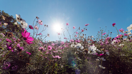 Obraz premium Summer flowers series, Beautiful pink cosmos flowers in garden, low angle view backlit.