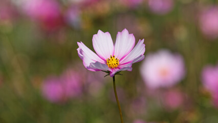 Summer flowers series, Beautiful pink cosmos flowers in garden, close up view.