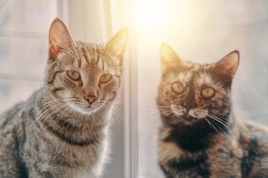 Kittens carefully look at camera. Curiously domestic animals. Two cats sitting on windowsill under rays of sun. Friendship between pets. Good day outside window.