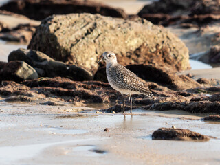 sanderling on beach