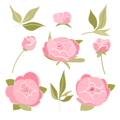 Set of peony vector flowers elements. Botanical illustration. Collection of peonies on a white background. Vector flat style illustration