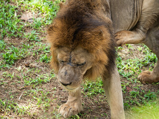 A lion laying on the land