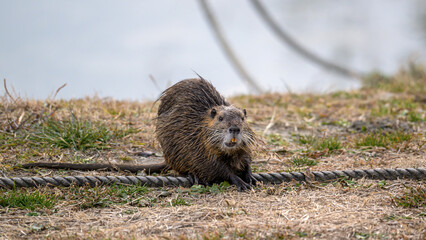 水辺で草を食べるヌートリア