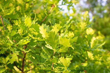 Fototapeta na wymiar Green leaves of a young oak tree.