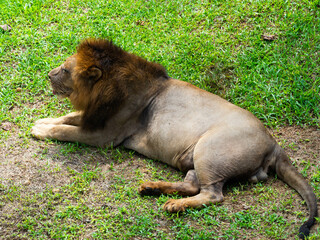 A lion laying on the land