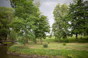 trees in the park