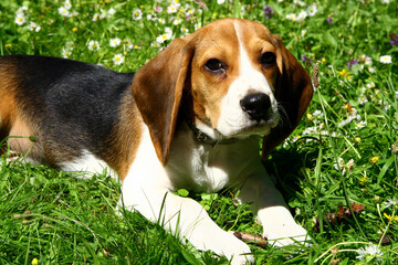 funny beagle puppy in  park