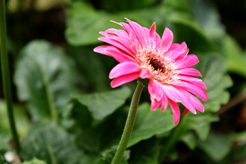 Obraz premium Bright pink gerbera daisy in a summer garden