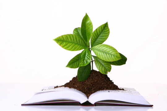 New Life Emerging: Germinating Seedling Illustrated on a Book Against a White Background