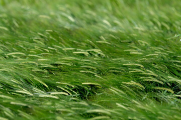 Getreidefeld im Sommer