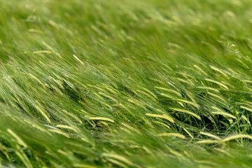 Getreidefeld im Sommer