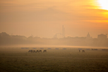 Fototapeta premium sunrise over the field in Krakow