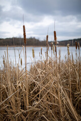 reeds on the beach