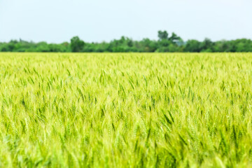 Beautiful field with green wheat on sunny day