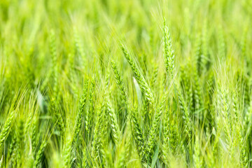 Green wheat spikelets in field, closeup
