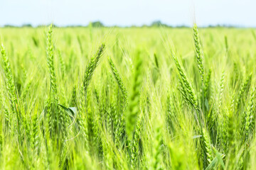 Fototapeta premium Green wheat spikelets in field, closeup