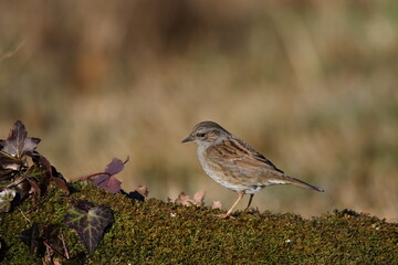 A Dunnock perched on the ground.