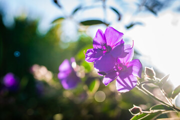 Obraz na płótnie Canvas Beautiful purple princess flowers close up