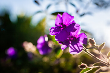 Beautiful purple princess flowers close up