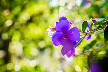Fototapeta na wymiar Beautiful purple princess flowers close up