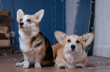Cute two dogs breed welsh corgi pembroke in studio in garland on light and bokeh background