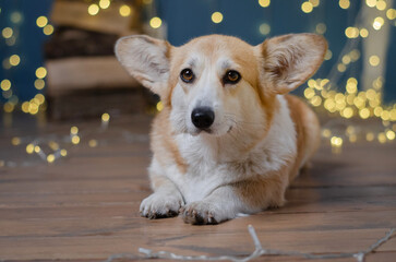 Cute dog breed welsh corgi pembroke in studio in garland on light and bokeh background