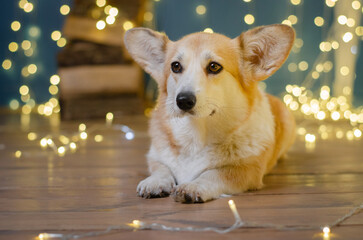 Cute dog breed welsh corgi pembroke in studio in garland on light and bokeh background