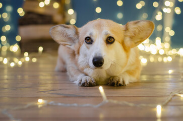 Cute dog breed welsh corgi pembroke in studio in garland on light and bokeh background