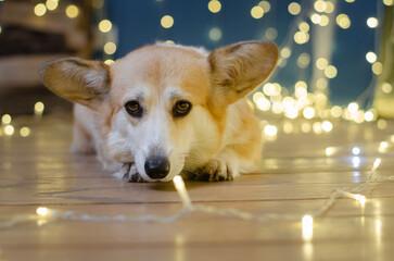 Cute dog breed welsh corgi pembroke in studio in garland on light and bokeh background