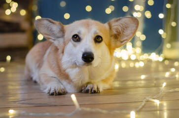 Cute dog breed welsh corgi pembroke in studio in garland on light and bokeh background