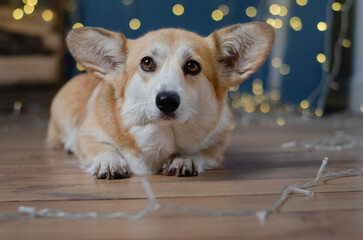Cute dog breed welsh corgi pembroke in studio in garland on light and bokeh background
