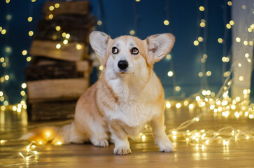 Cute dog breed welsh corgi pembroke in studio in garland on light and bokeh background