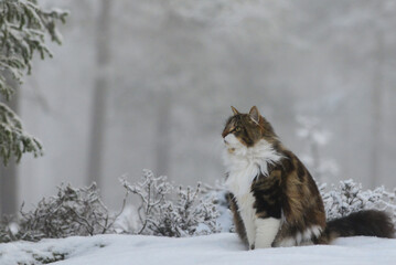 Cat in winter forest