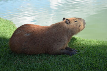 Capivara do parque Barigui
