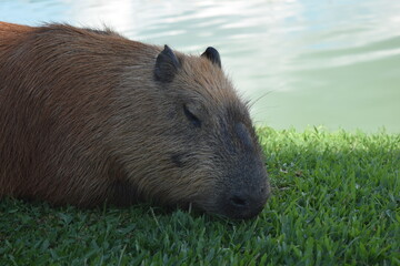 Capivara do parque Barigui 3