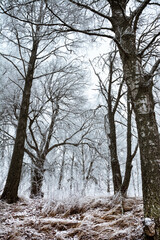 Finland winter forest