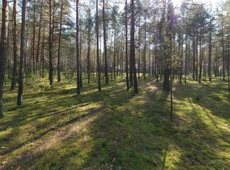 A summer pine forest landscape