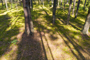 A summer pine forest landscape
