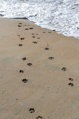 Dog Paw Prints on Beach heading towards the ocean