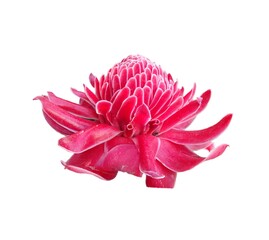 pink gerber flower isolated on white