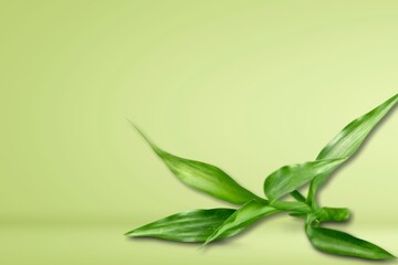 Obraz premium Green bamboo with leaves, nature concept