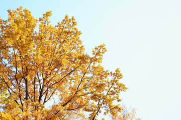 Tree branches with autumn leaves